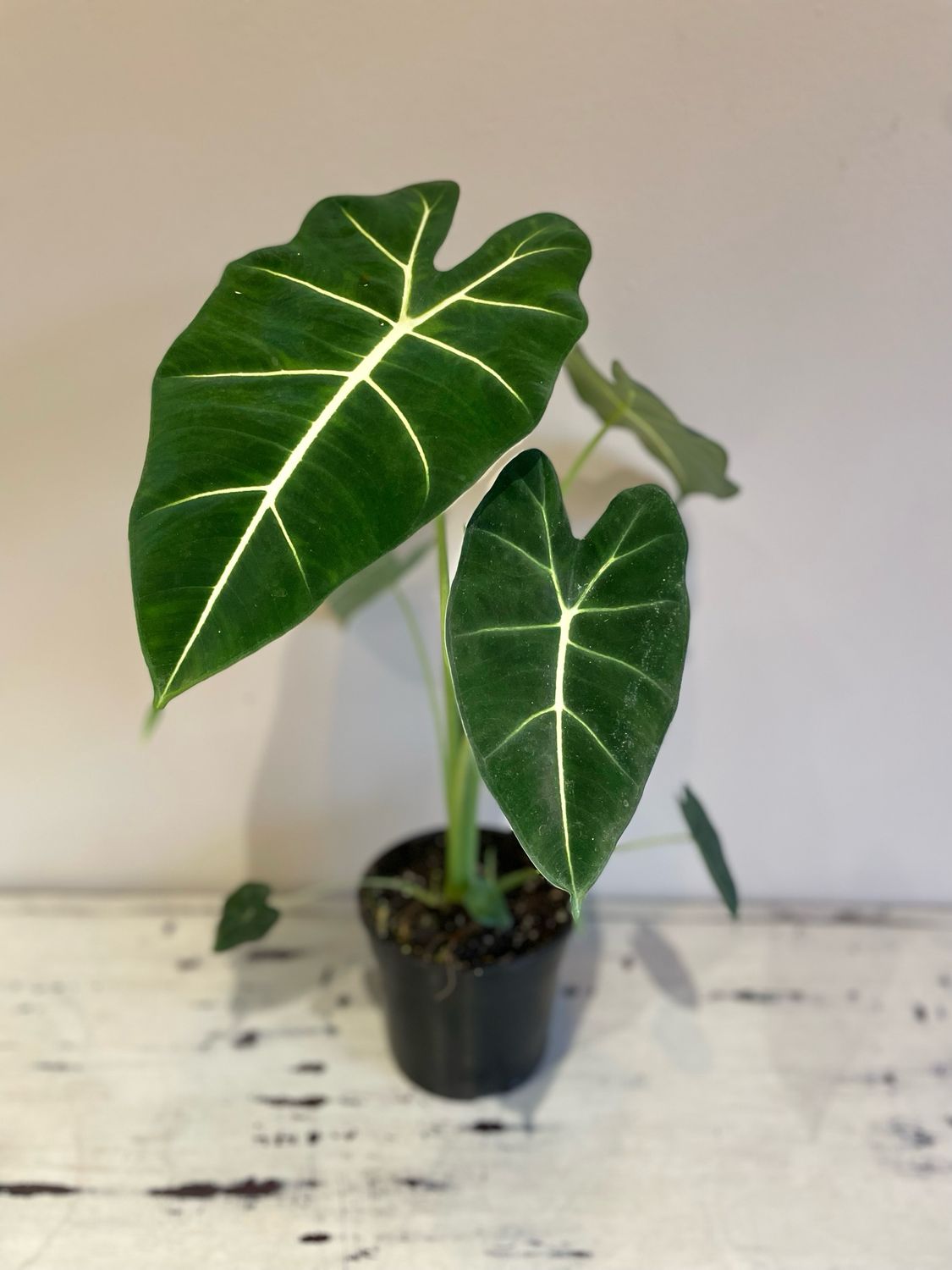 Frydek Elephant Ears