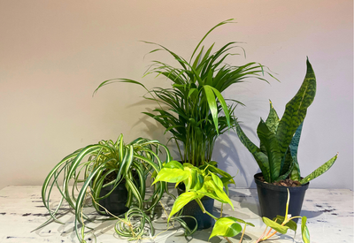Air Purifier Combo