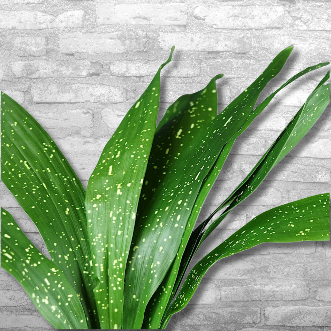 Milky way cast-iron plant