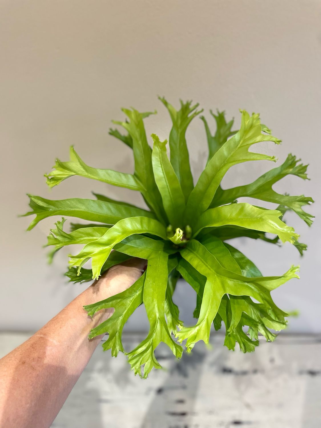 Bird&#39;s Nest Fern - Crissie