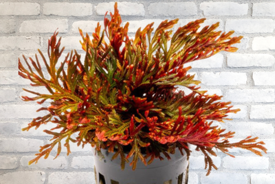 Ruby Red Spike moss