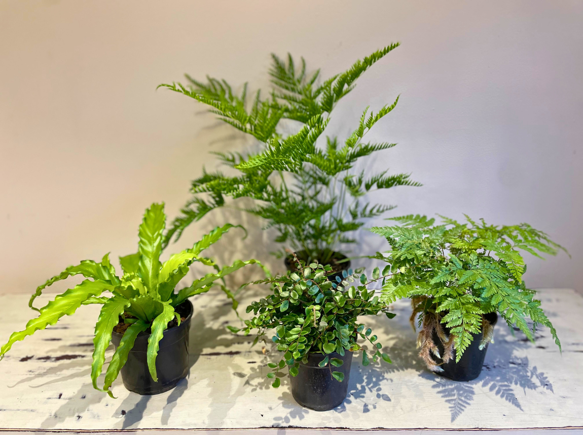 Fern Combo