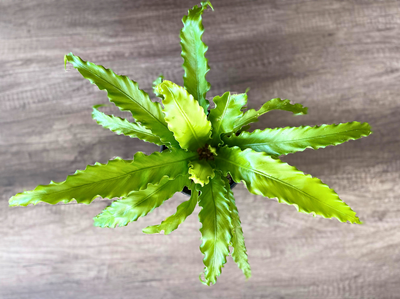 Bird&#39;s Nest Fern - Frilly Edge