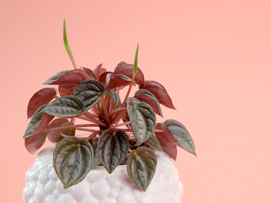 Napoli nights peperomia