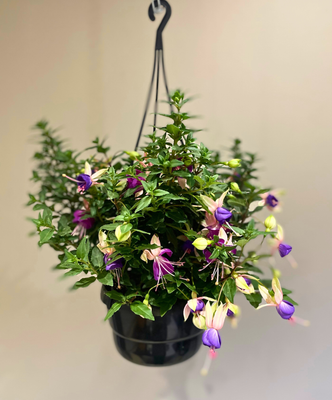 Fuchsia hanging basket