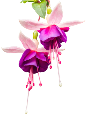 Fuchsia