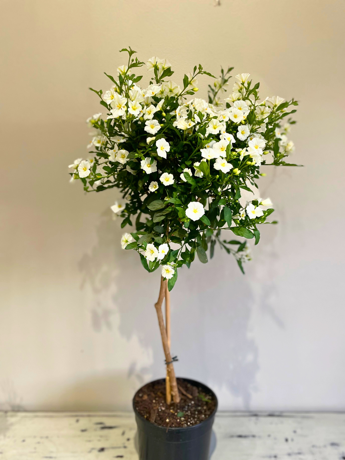 Potato bush