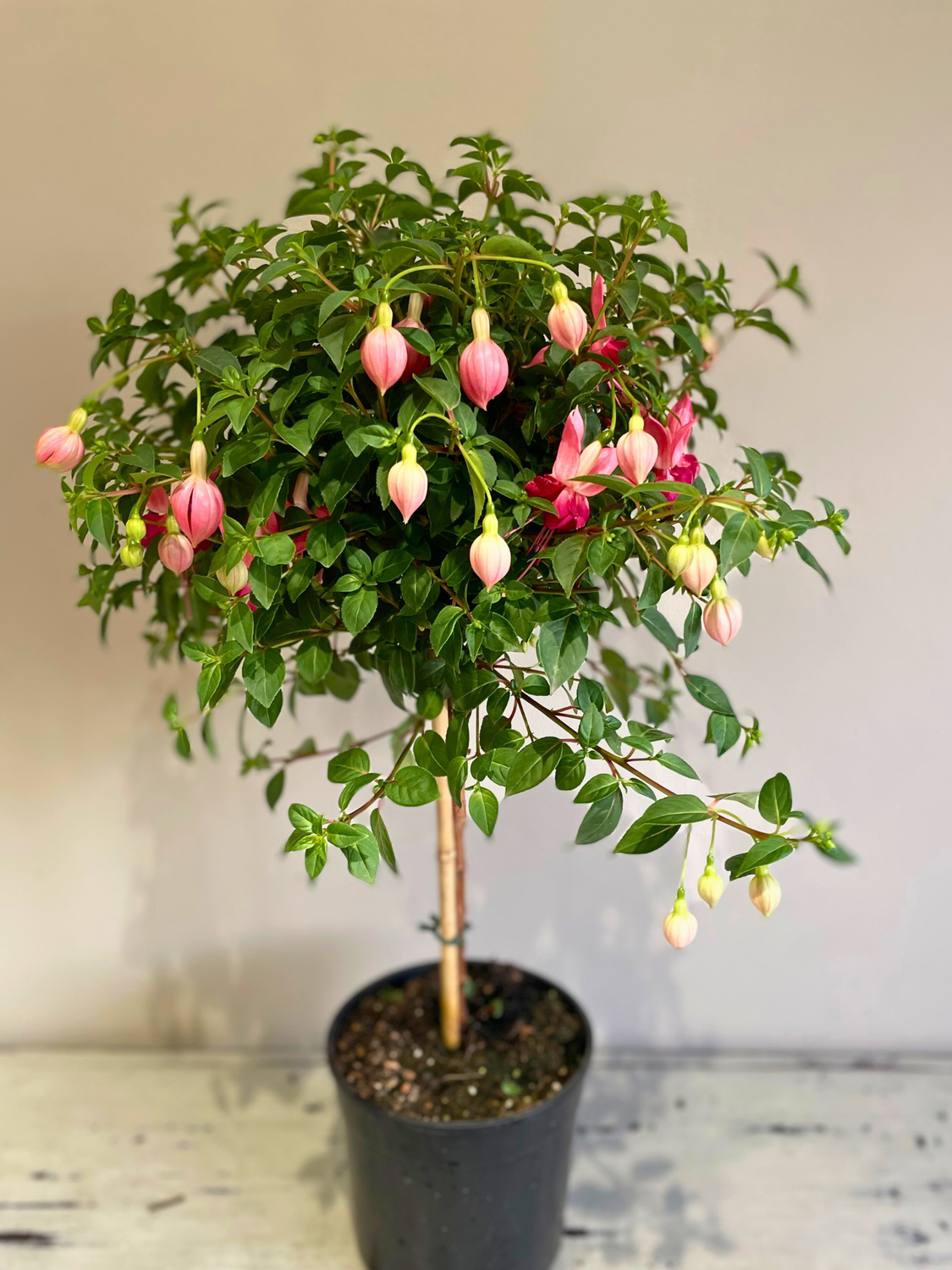 Fuchsia Lollipop