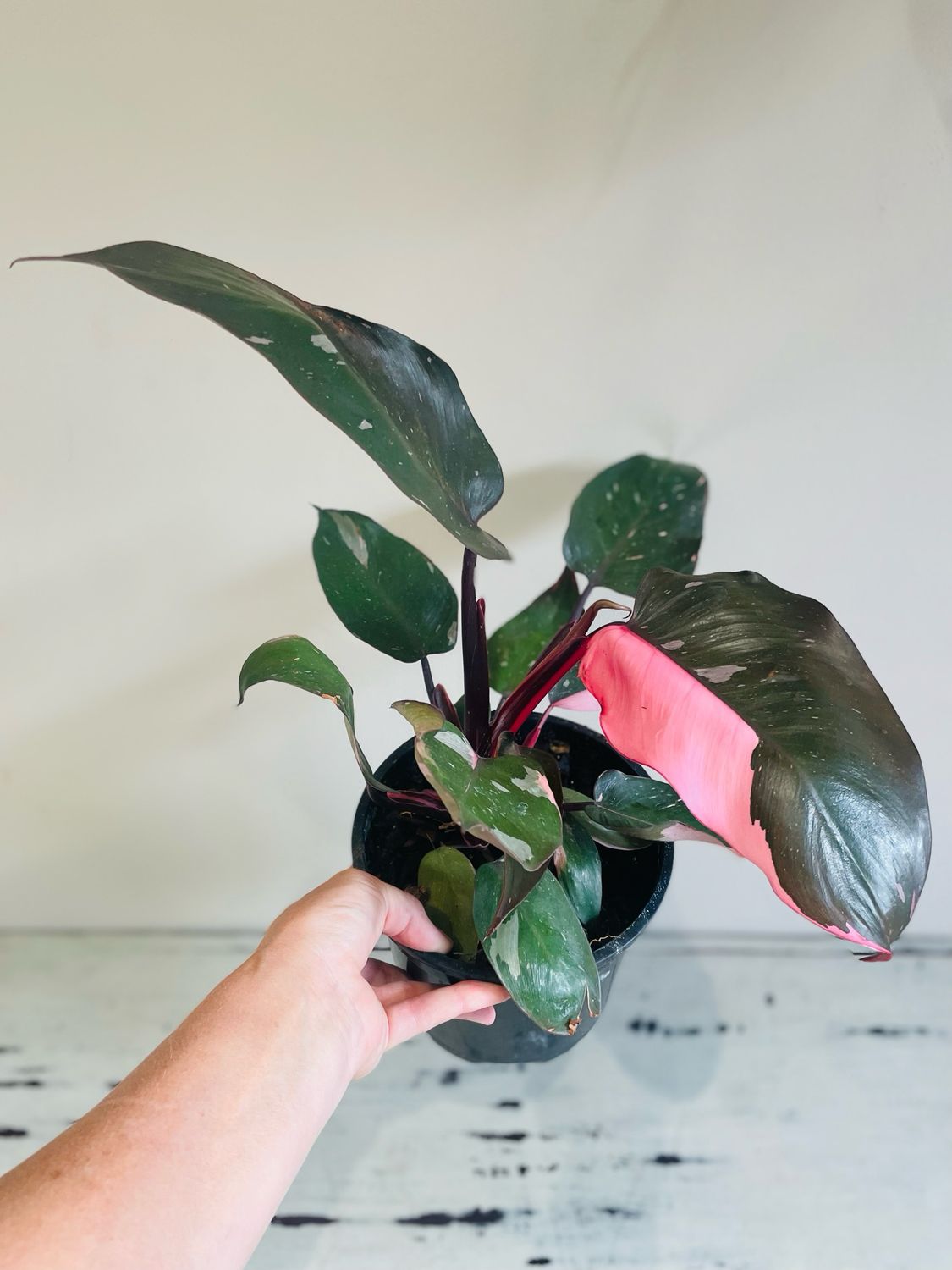Philodendron Pink Princess
