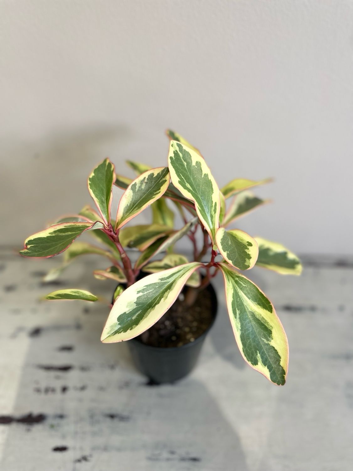 Rainbow Peperomia