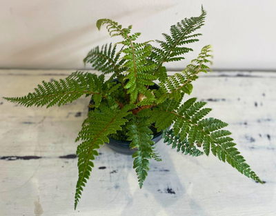 Tassle Fern