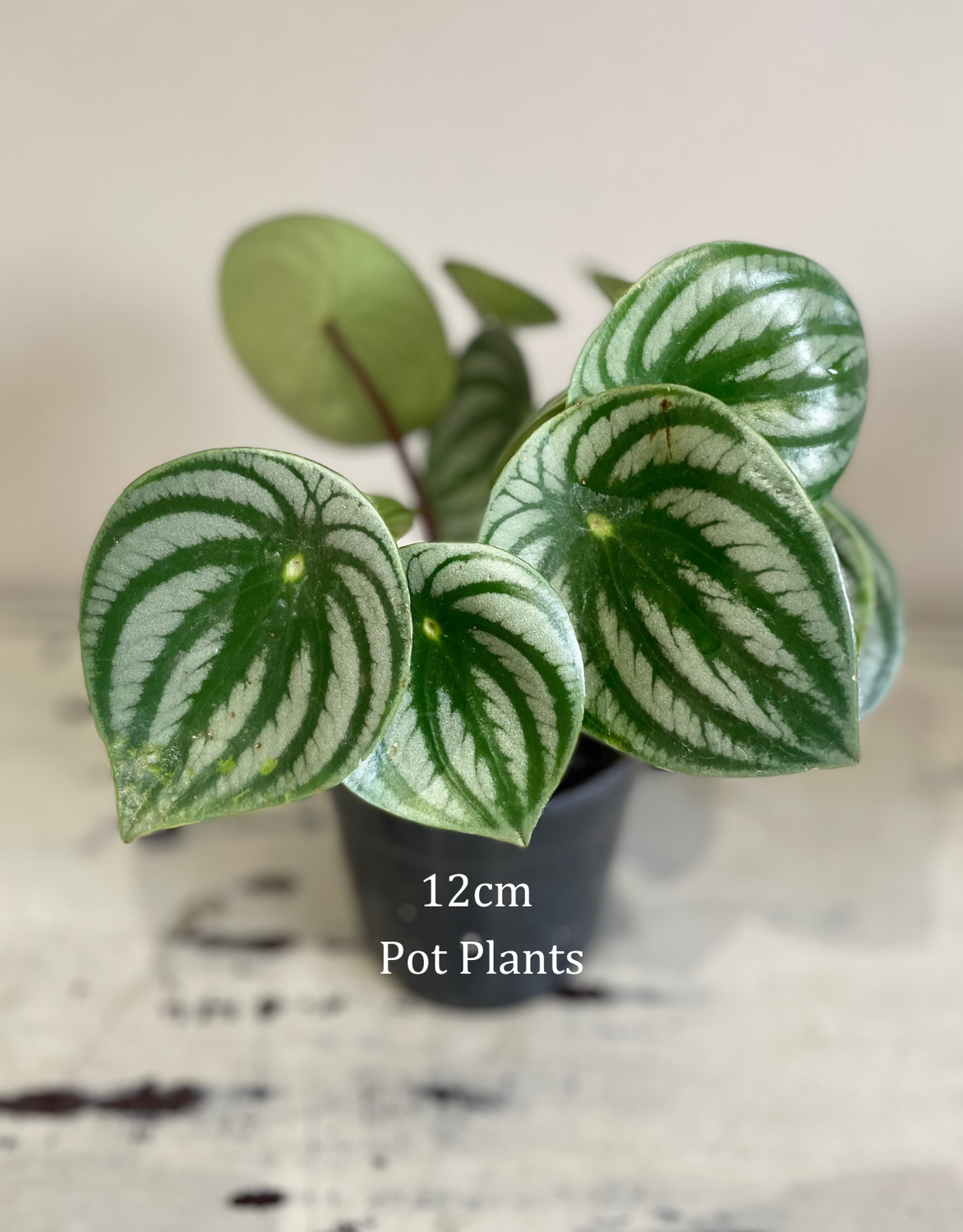 Watermelon plant, Choose a pot for your plant: 12cm Standard nursery pots