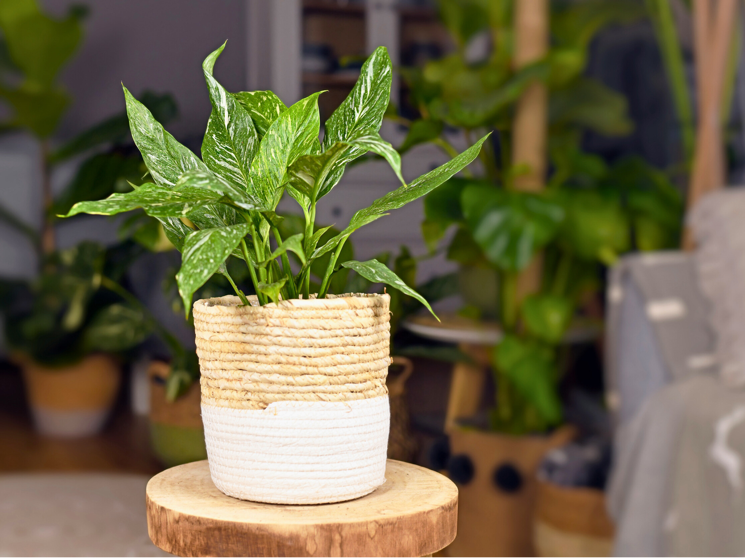 Peace Lily - Jet diamond