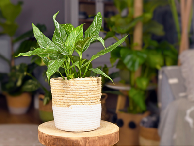 Peace Lily - Jet diamond