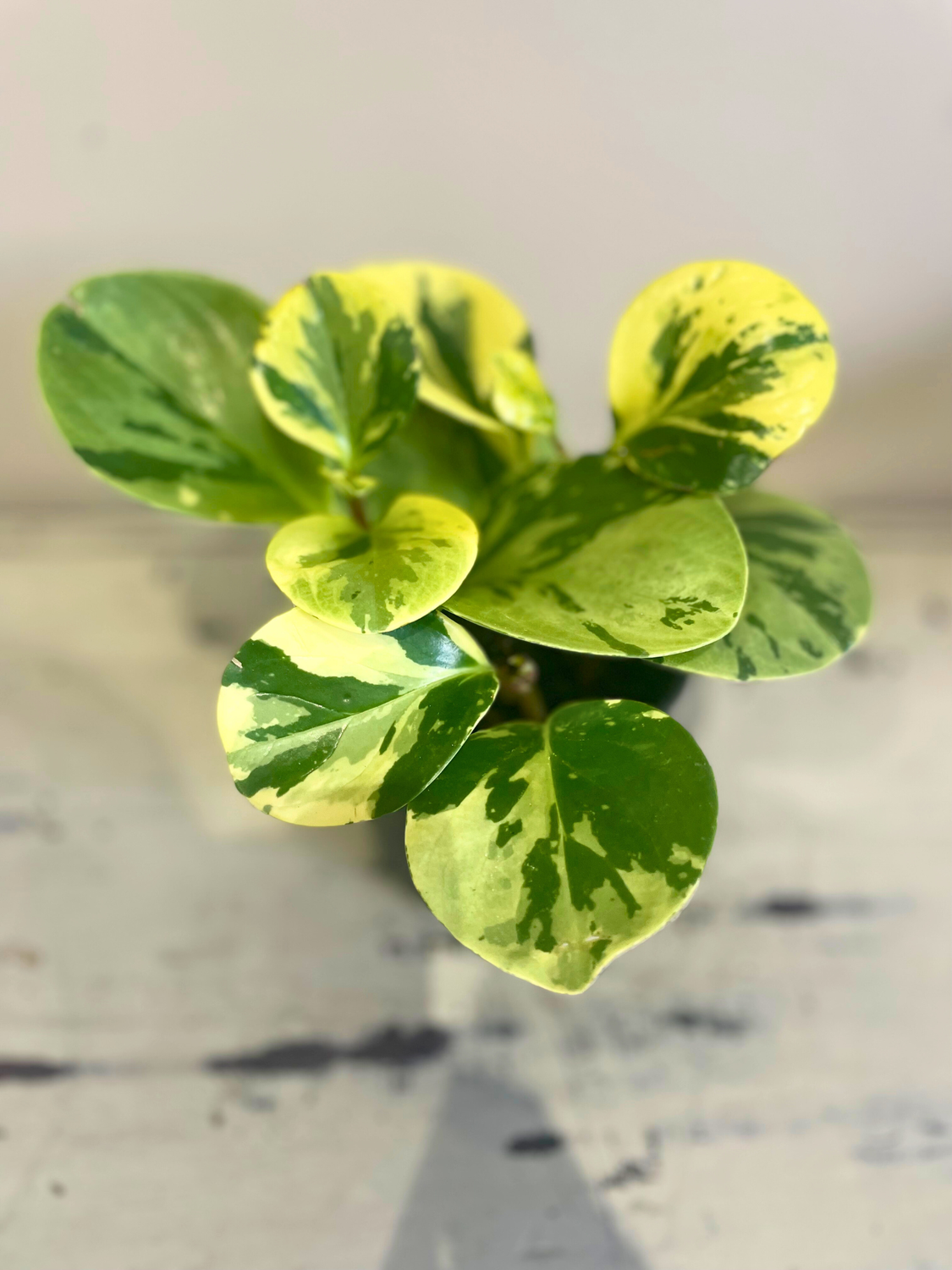 Marble Peperomia