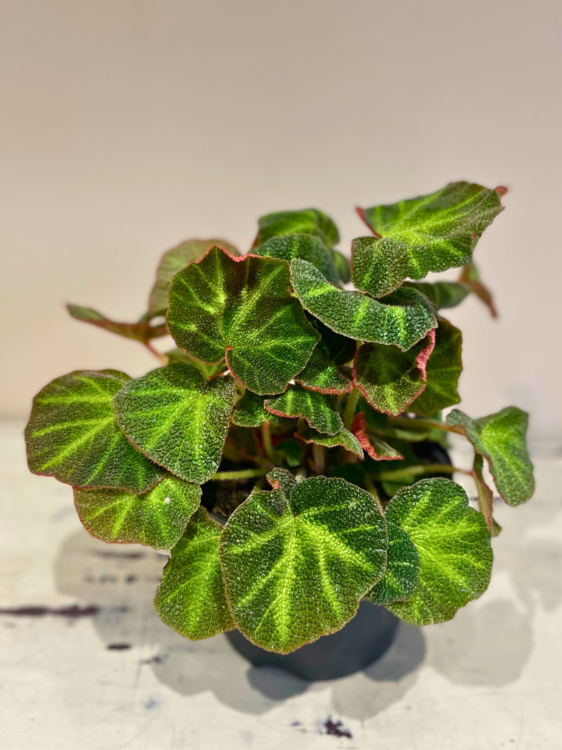 Dappled Begonia