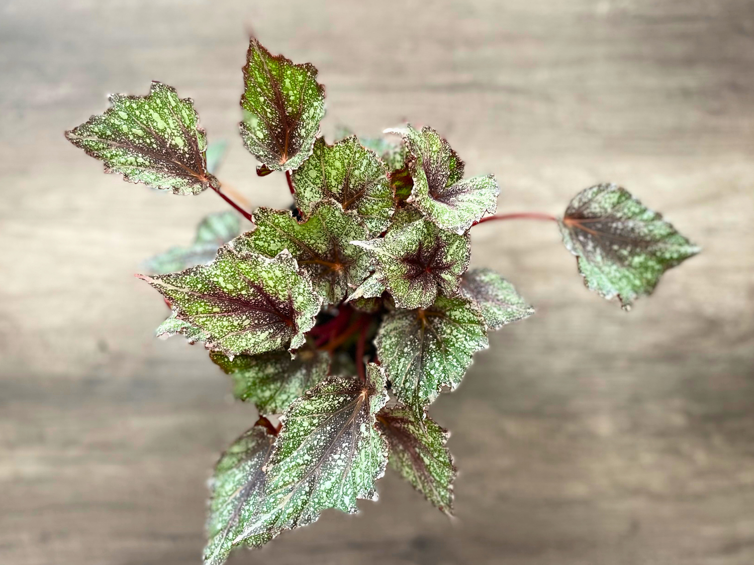 Morning Dew Begonia