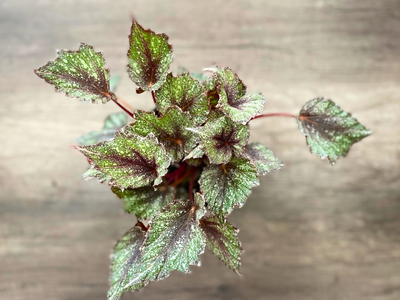 Morning Dew Begonia