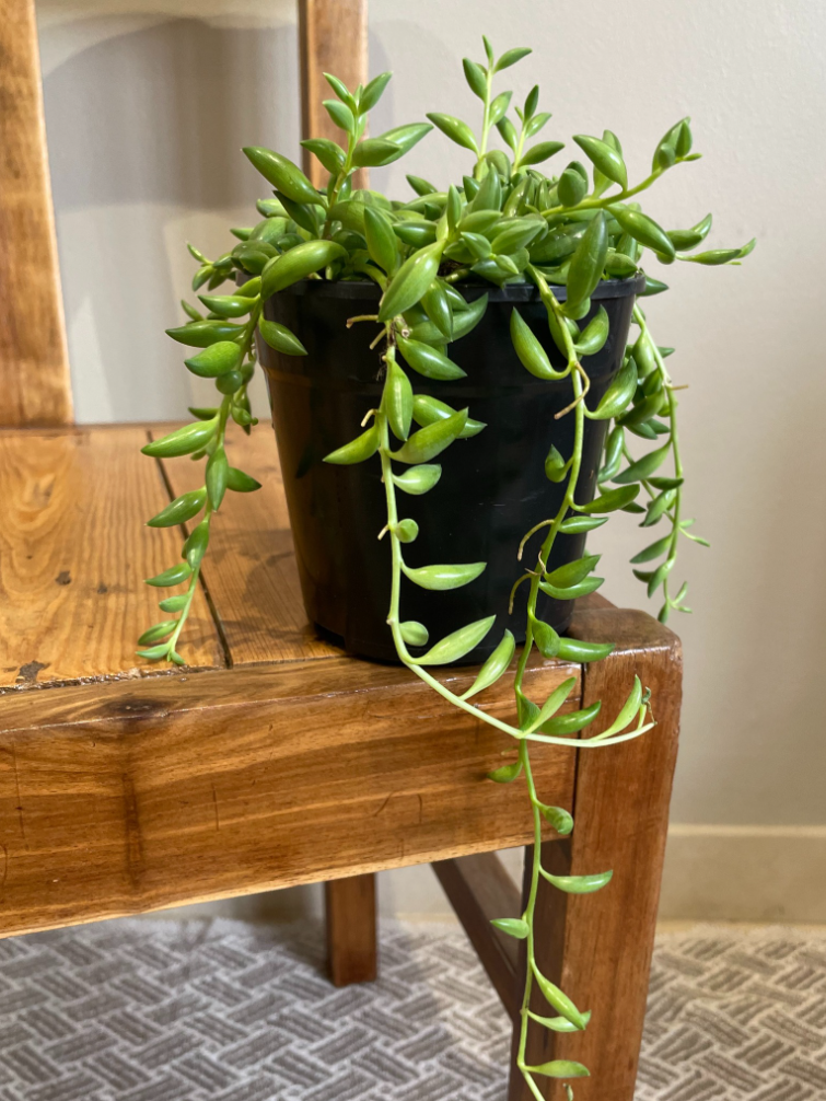 String of Bananas, Choose your pot and size: 12cm Nursery pot