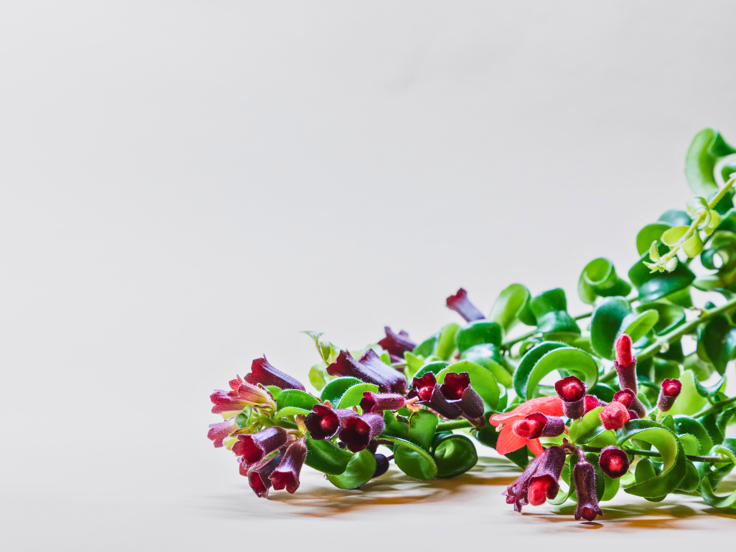 Lipstick plant Twister