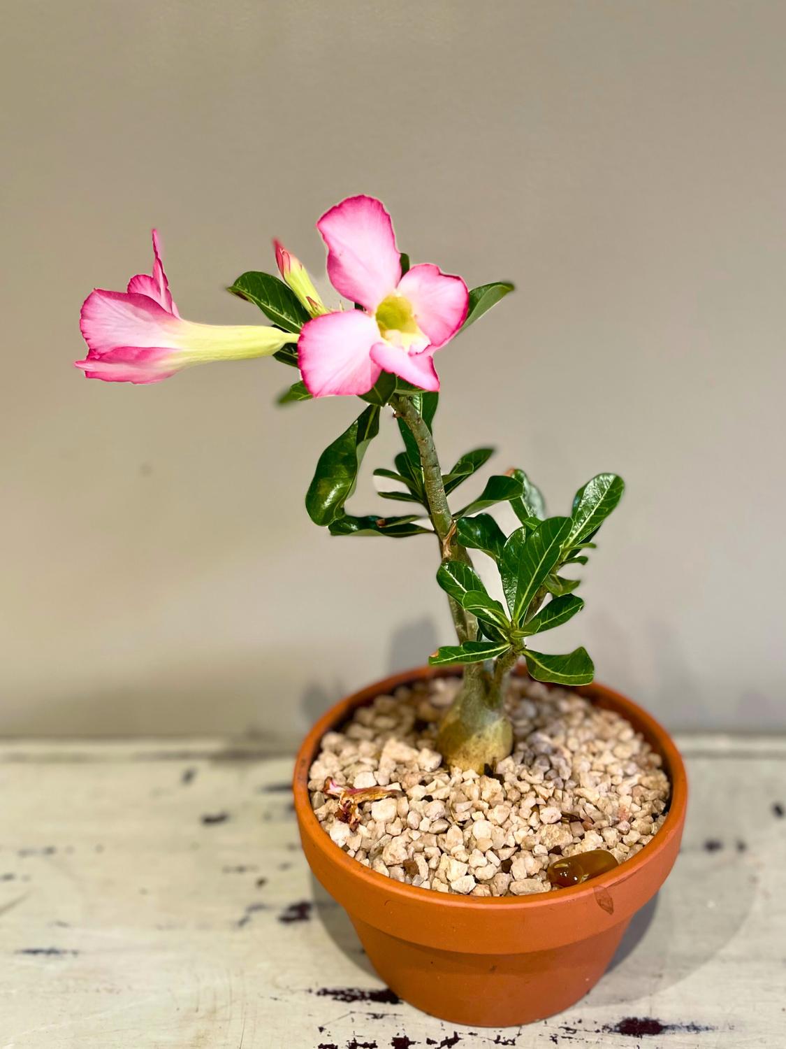 Impala lily bonsai 5