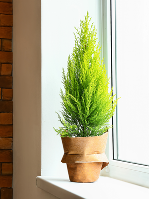 Lemon Cypress