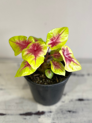 Caladium Lemon blush