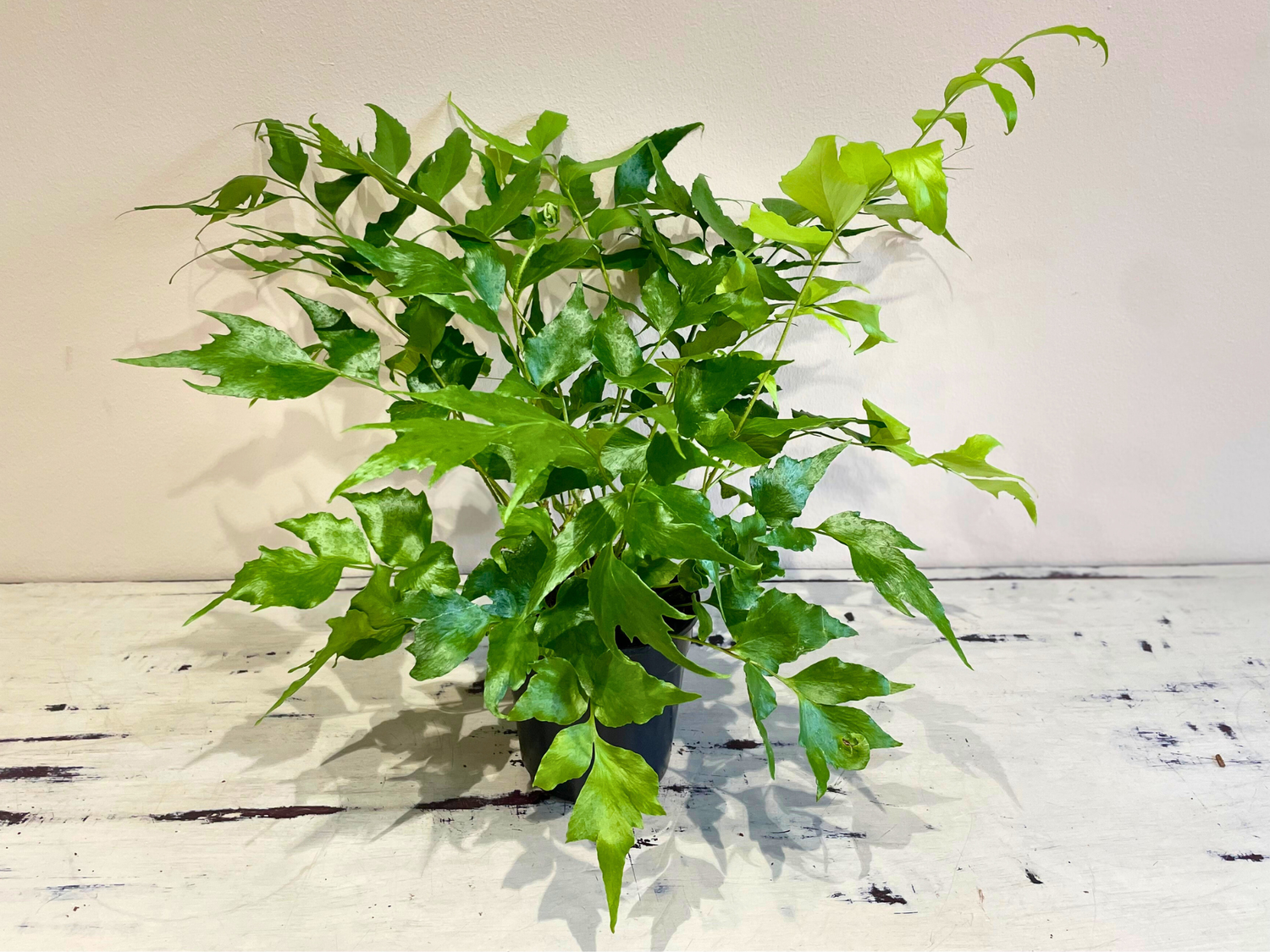 Leatherleaf fern, Choose a pot for your plant: Standard nursery pot