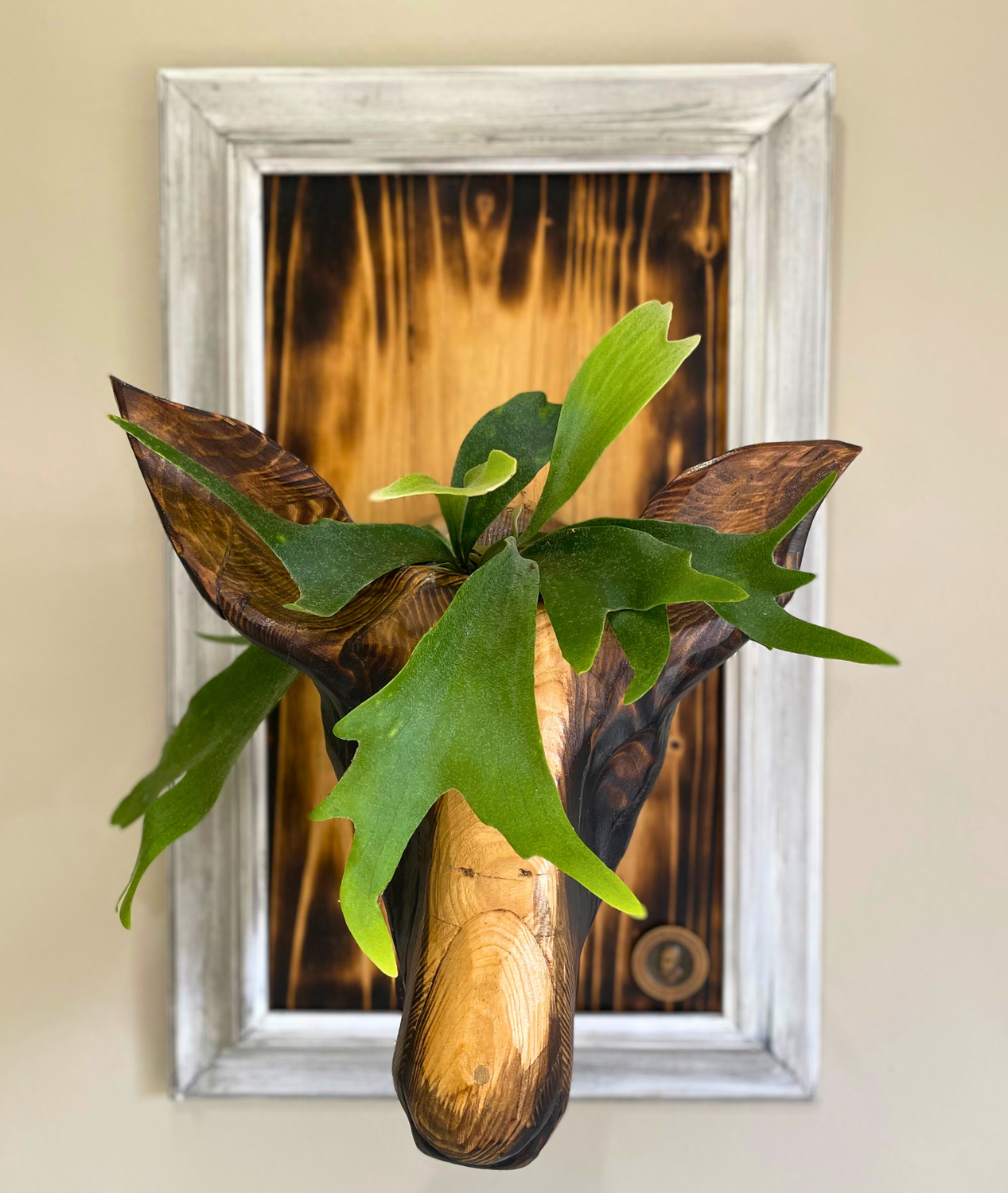 Staghorn Fern mounted on buck head