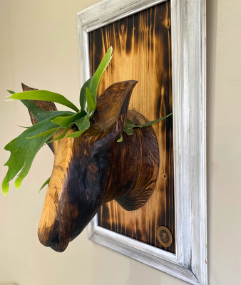 Staghorn Fern mounted on buck head