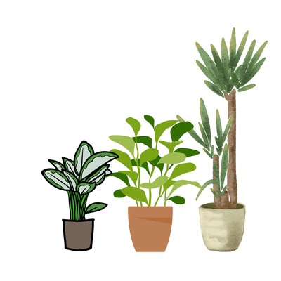 Low light plants