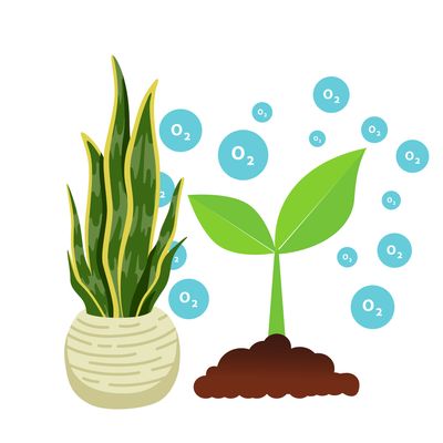 Air purifying plants
