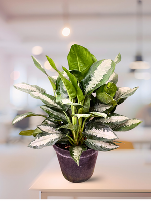 Chinese Evergreen - Pattaya Beauty X Large