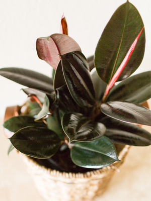 Rubber Plant