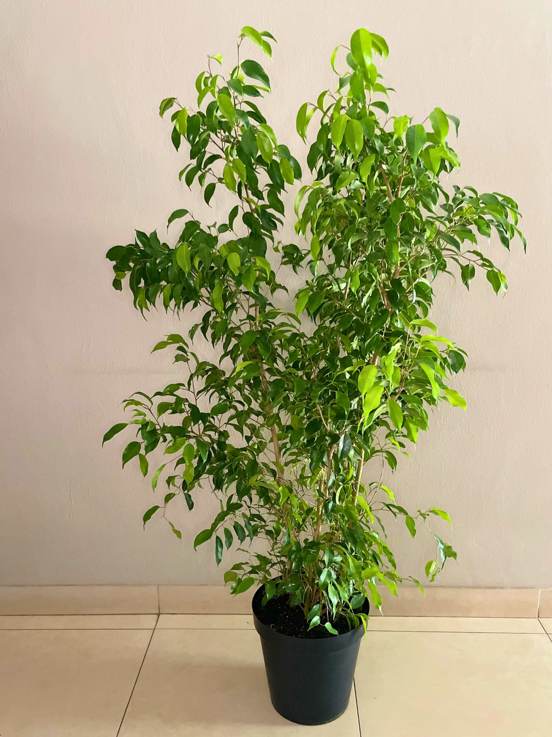 Weeping Fig XL, Choose your pot and size: 30cm Standard nursery pot, bush