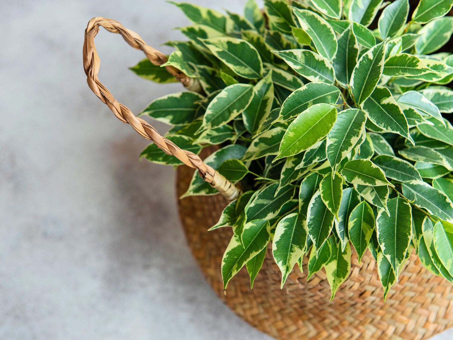 Weeping Fig Variegated