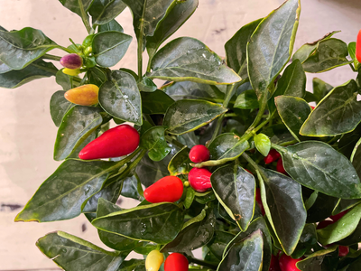 Chili Acapulco