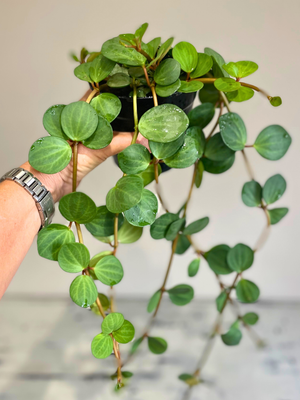 Trailing Jade