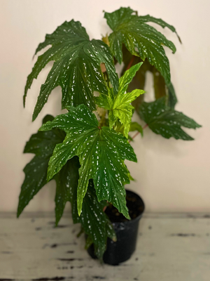 Cane Begonia
