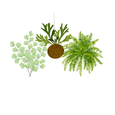 Ferns