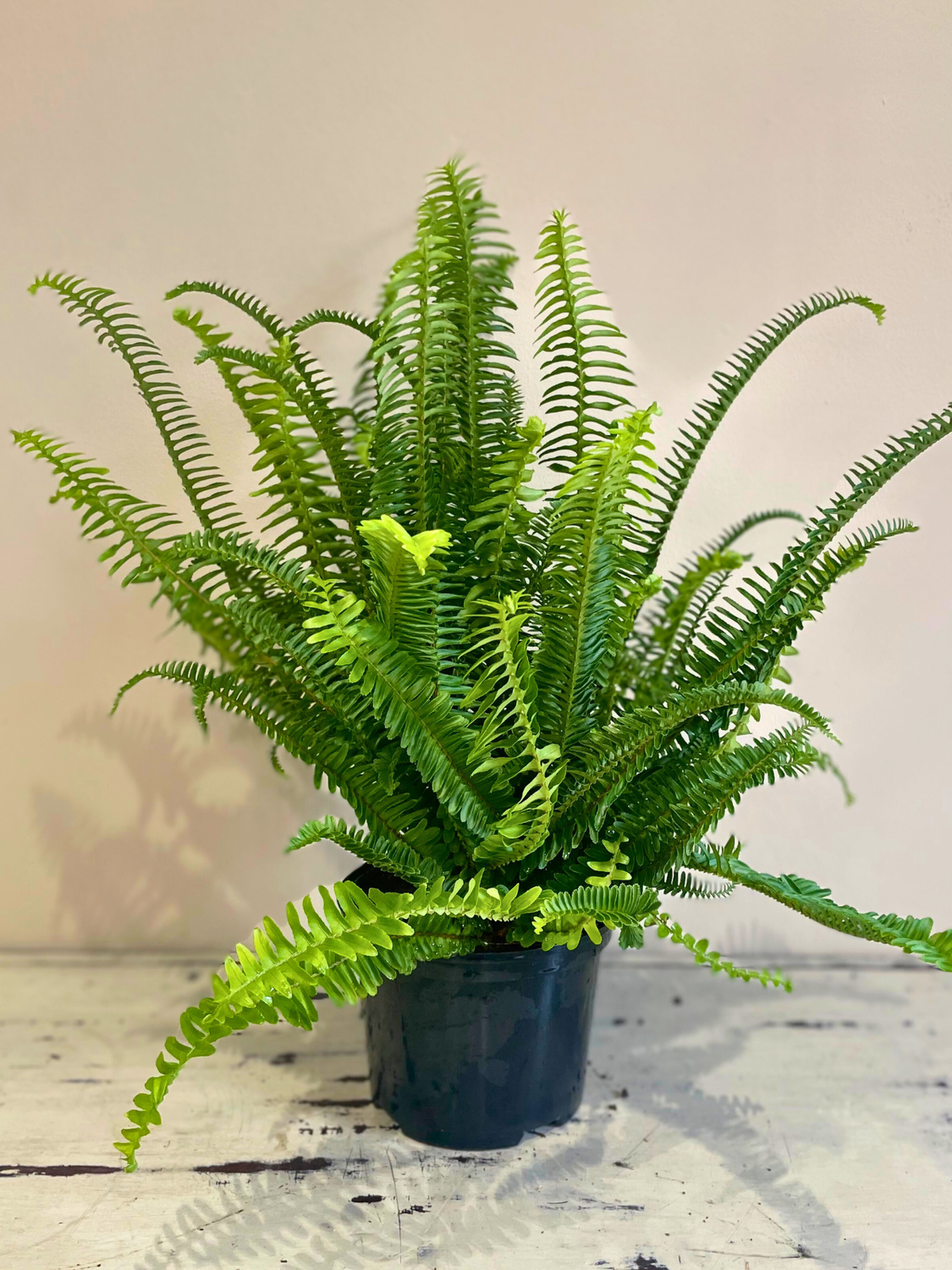 Fishbone Fern