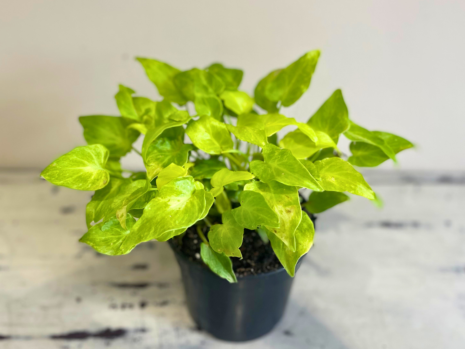Golden philodendron