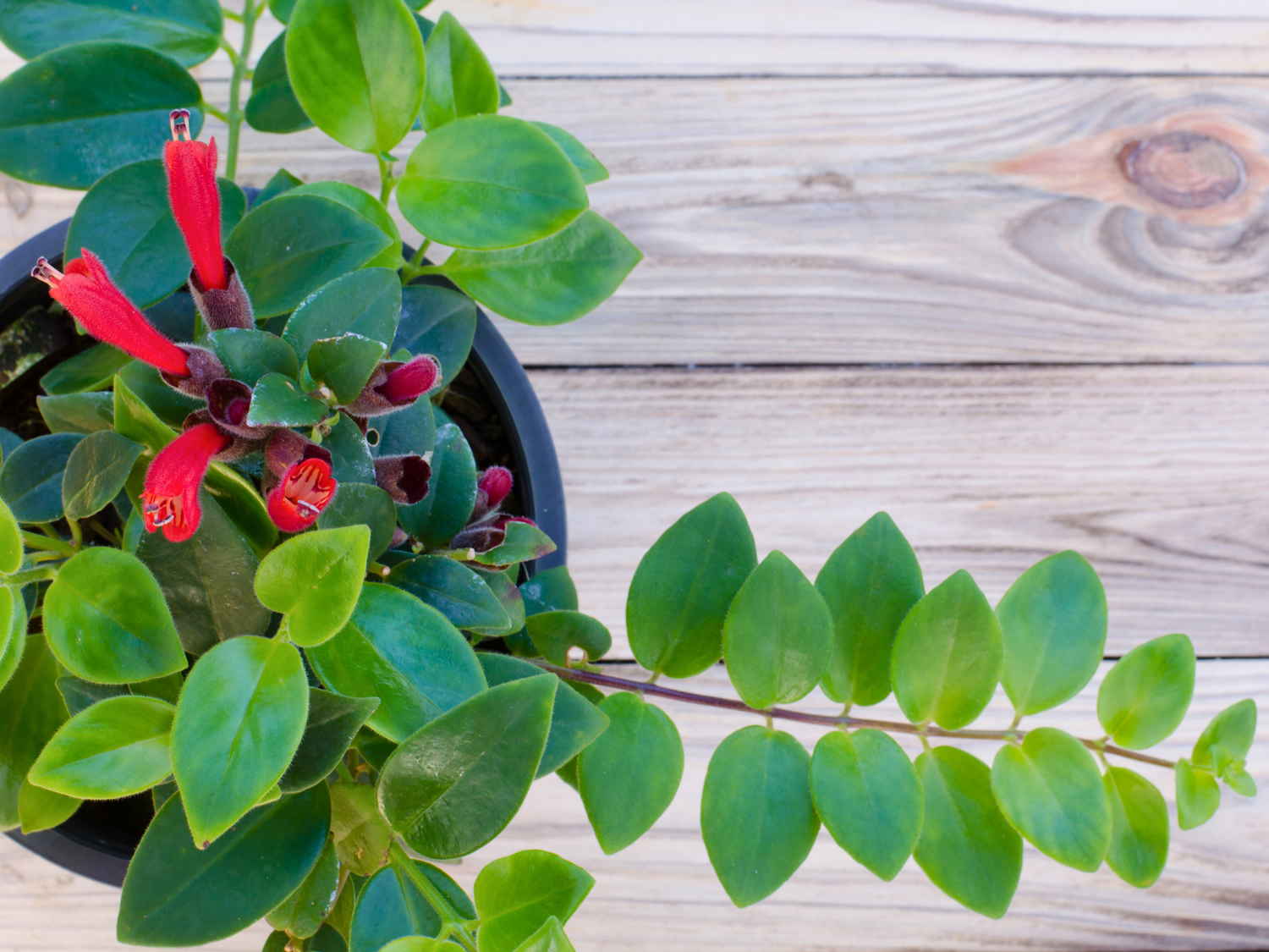 Lipstick plant