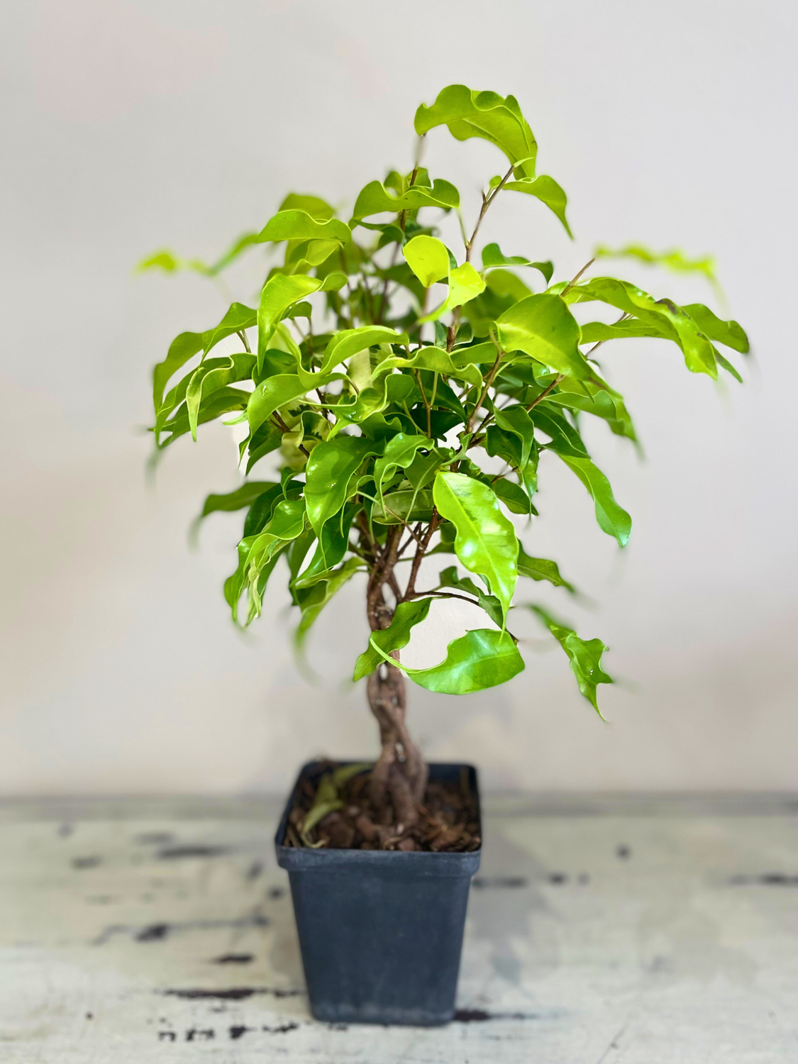 Weeping Fig Monique