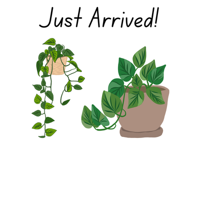 New arrivals / Back in stock