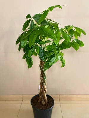 Money Tree XL