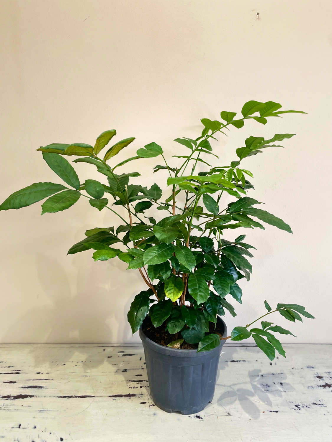 Natal mahogany