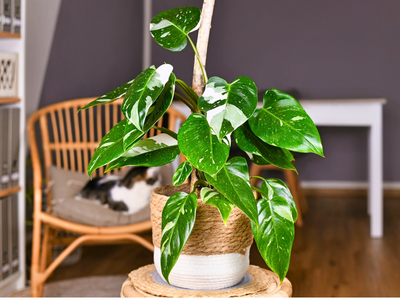 Philodendron White Prince