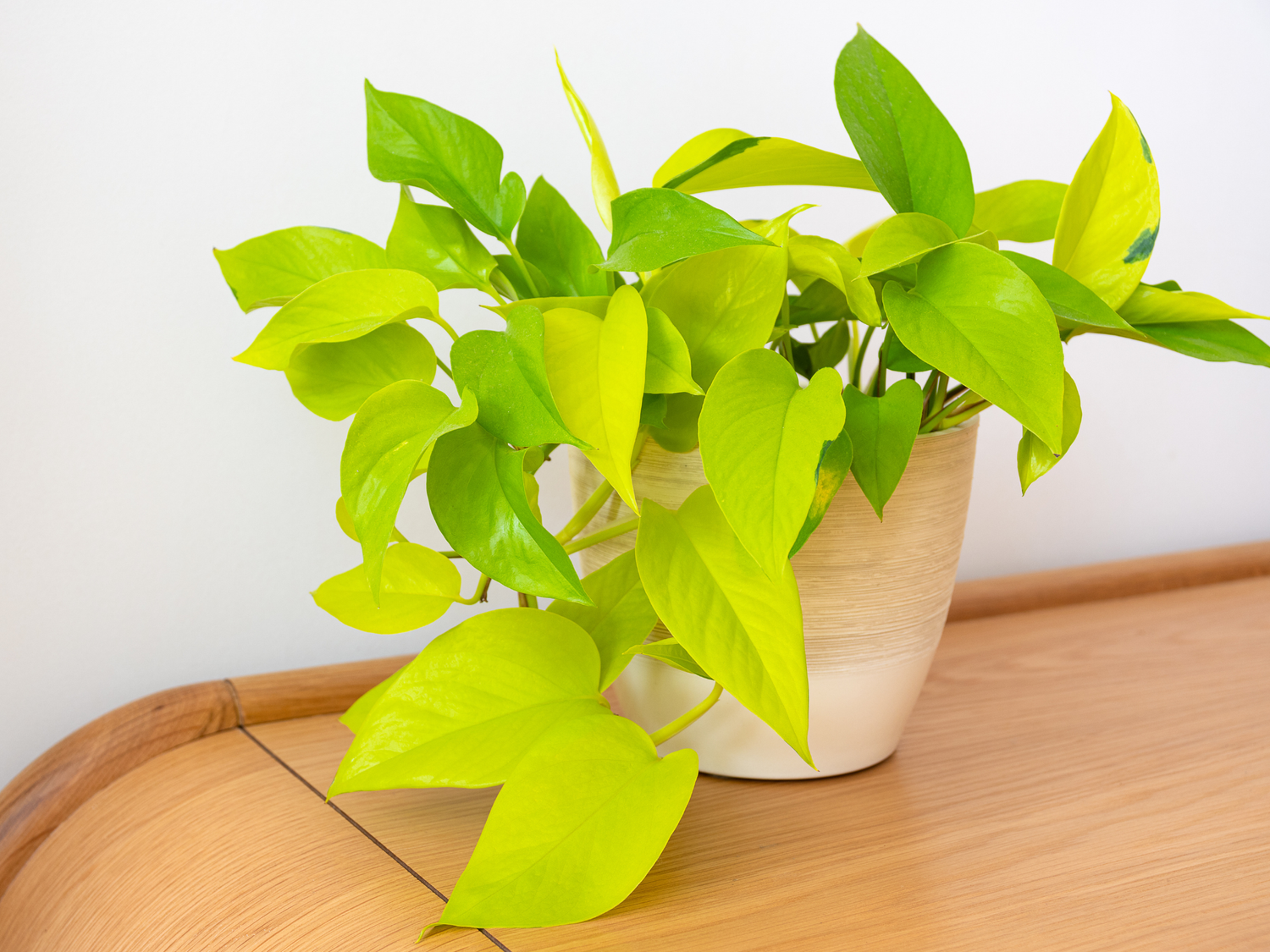 Diamond lime pothos