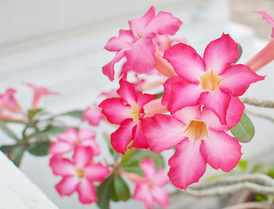 Impala lily bonsai